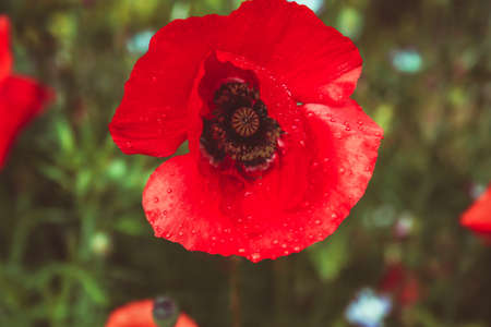 close up of beautiful red poppy flowerの写真素材