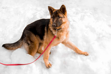 beautiful young dog shepherd stands in the snowの写真素材