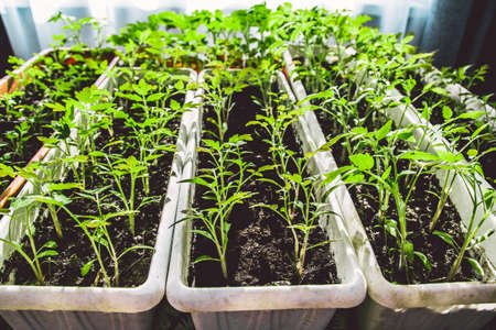 tomato seedlings growing on a windowsill , home gardening concept