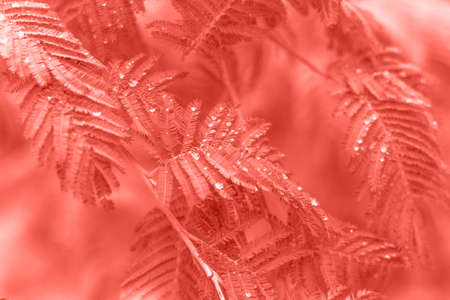 tree leaves with dew drops in garden toned in coral