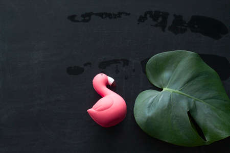 top view monstera green leaf and flamingo squishy toy on blackboard copy spaceの写真素材