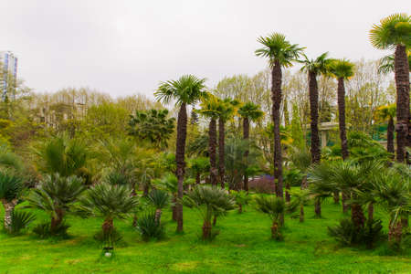 palm tress forest in a city parkの写真素材