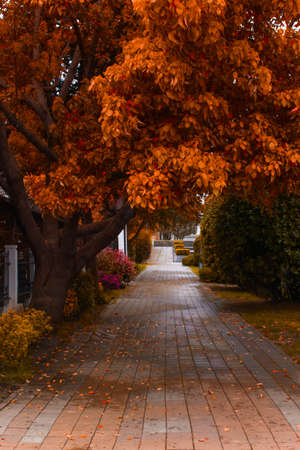 trees with golden autumn leaves and path in city parkの写真素材