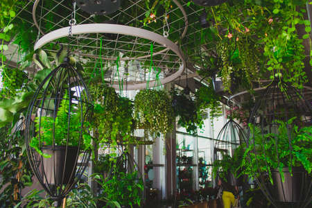 fern in hanging planters, interior design details