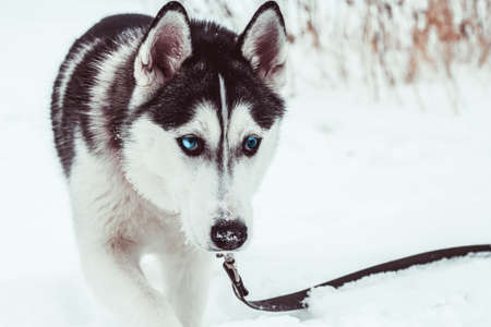 beautiful husky dog in a winter park,husky dog  portraitの写真素材