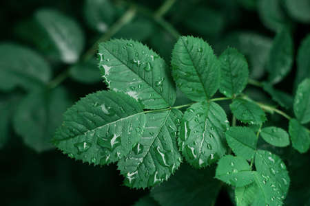 Close Up Top View Green Leaves With Dew Drops Natural Texture Background