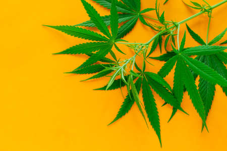 cannabis green leaves on a vibrant yellow background copy space, alternative medicine and...