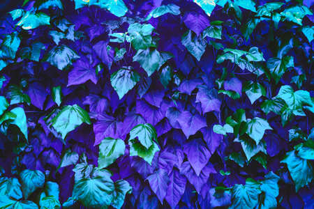 close up violet and blue plant leaves neon trendy abstract natural backgroundの写真素材