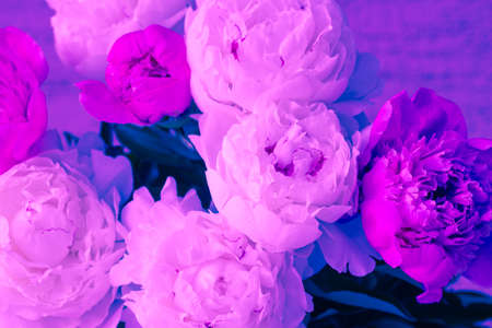 close up peony flowers art neon trendy toned abstract backgroundの写真素材