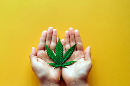 top view hands with marijuana green leaf on a yellow background with copy spaceの写真素材