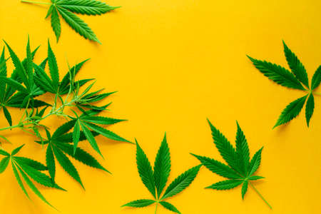 cannabis green leaves frame on a vibrant yellow background copy space, alternative medicine and legalization conceptの写真素材