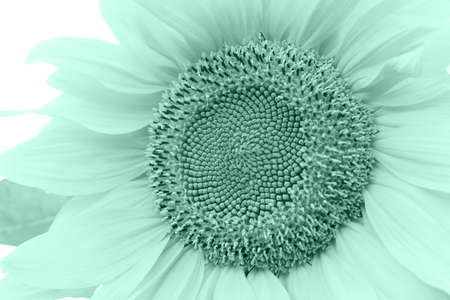 close up monochrome delicate green toned sunflowerの写真素材
