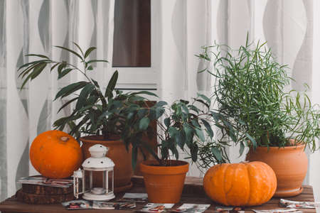 table with potted plants and cozy autumn natural interior decoration details with pumpkinsの写真素材