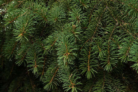 close up branches of coniferous tree abstract natural background