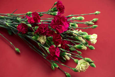fresh carnation flowers on a vibrant red background