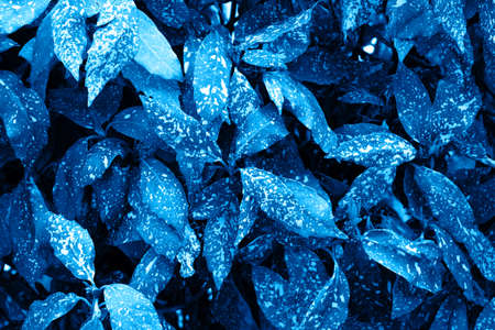 close up toned leaves texture for a backgroundの写真素材