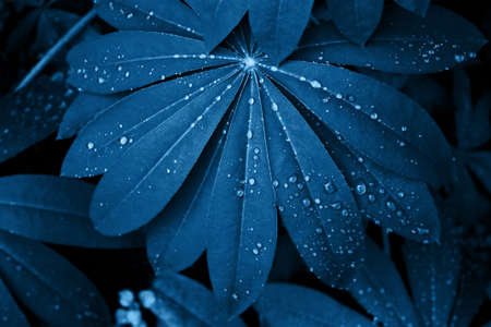 top view wet leaves with water drops black background tonedの写真素材