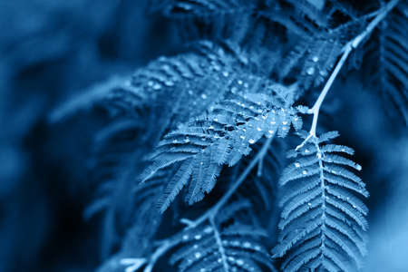 natural backdrop leaves with drops of dew toned selective focusの写真素材