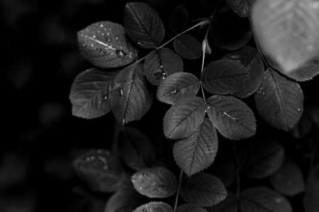 close up leaves with few drops toned in monochrome blackの写真素材