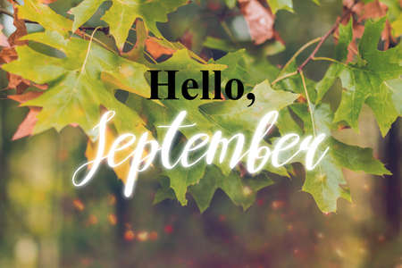 inscription Hello September on a background of autumn maple leavesの写真素材