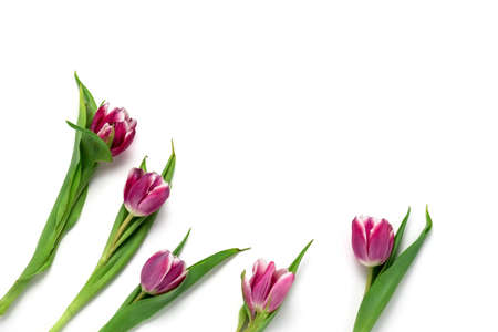 top view five tulips frame  on a white background copy space