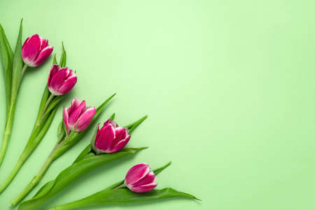 top view five tulips on a soft green background with copy space
