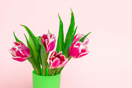 fresh garden pink tulips on a soft pink backgroundの写真素材