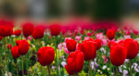 blooming vibrant red tulips flowers field with blurred background and place for textの写真素材