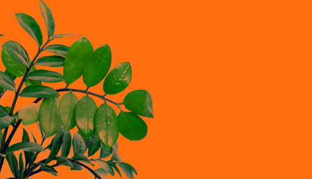 bright art banner green tropical leaves on orange background copy spaceの写真素材
