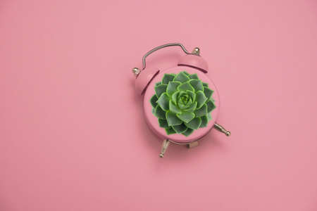 green succulent in a pink alarm clock on a pastel pink background, home gardening creative conceptの写真素材