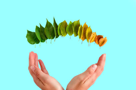 seasonal concept with female hands and green and yellow leaves on a blue backgroundの写真素材