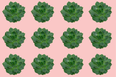 trendy green succulents pattern on a pastel pink backgroundの写真素材