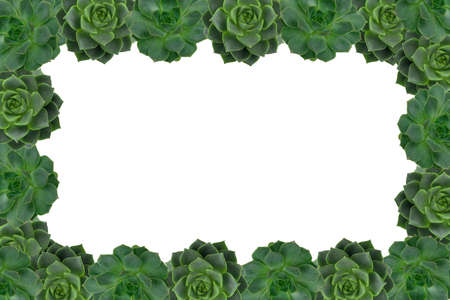 frame made from green succulents with white background copy spaceの写真素材