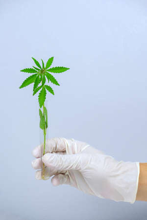 close up  scientist's hand in a latex glove holds a test tube with a marijuana sprout against a gray...