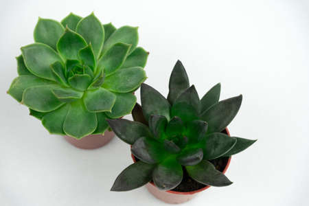 top view potted succulents on a white backgroundの写真素材