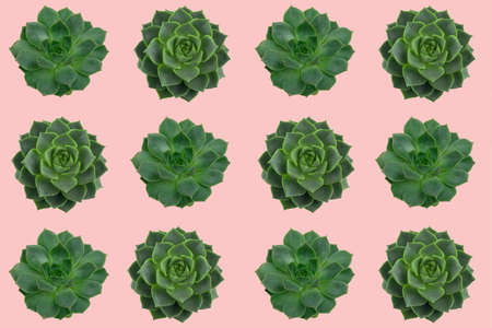 trendy green succulents pattern on a pastel pink backgroundの写真素材