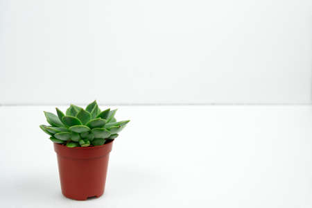 small potted succulent on a white table against white wall copy spaceの写真素材