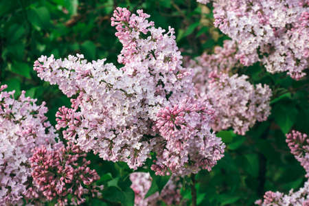 blooming lilac branches in the garden in springの写真素材