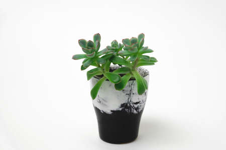 succulent in a black and white marble pot on a white backgroundの写真素材
