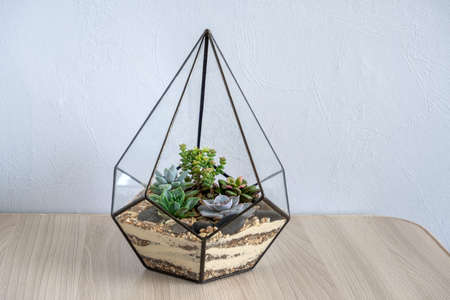 mini succulent garden in a geometrical glass vase on a table against gray wall