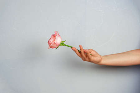close up pink rose in a female hand on a gray backgroundの写真素材