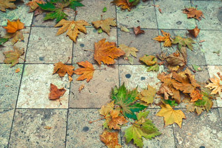 autumn dry maple leaves on tiles in a park