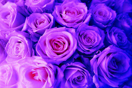 close up roses texture natural background toned in neon colorsの写真素材