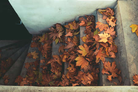 stack of maple orange  leaves on a stairs, autumn seasonal card conceptの写真素材