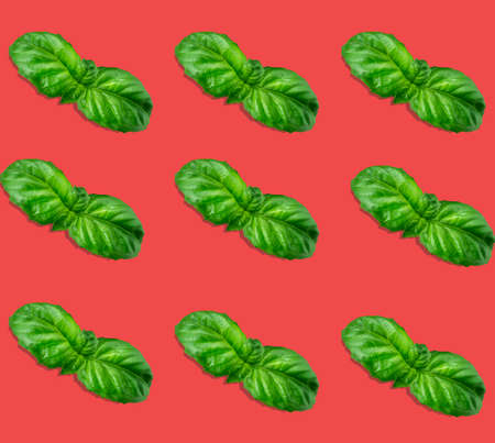 top view flat lay pattern basil leaves on a red backgroundの写真素材