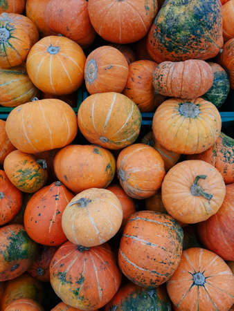 vertical wallpaper with a lot of pumpkins