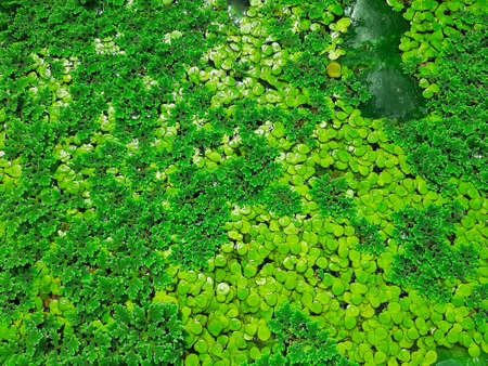 top view texture of water plant in a pond for a background