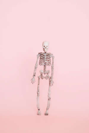 human skeleton isolated on a soft pink background