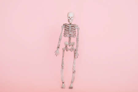 human skeleton isolated on a soft pink backgroundの写真素材