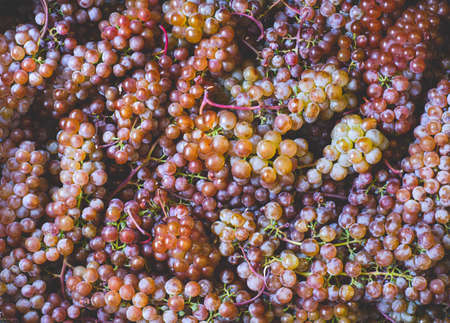 Close up of beautiful sweet multicolored grape berries, natural organic food backdrop.の写真素材